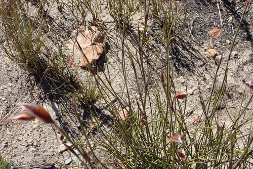 Image of Willdenowia teres by (c) Nicola van Berkel, some rights reserved (CC BY-SA)