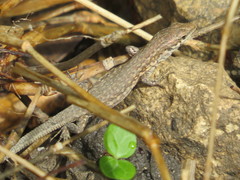 Podarcis filfolensis maltensis