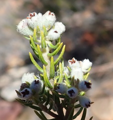 Phylica purpurea pearsonii