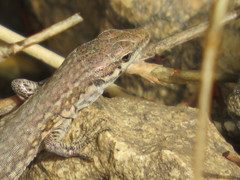 Podarcis filfolensis maltensis