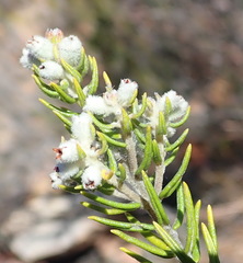 Phylica purpurea pearsonii