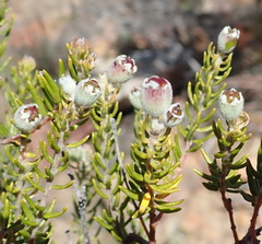 Phylica purpurea pearsonii