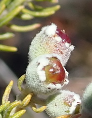 Phylica purpurea pearsonii