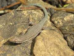 Podarcis filfolensis maltensis