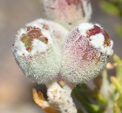 Phylica purpurea pearsonii