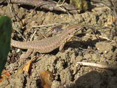 Podarcis filfolensis maltensis