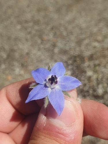 Borago officinalis