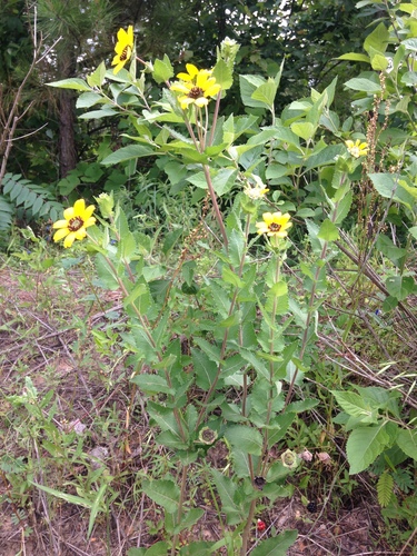 Image of Berlandiera texana by no rights reserved