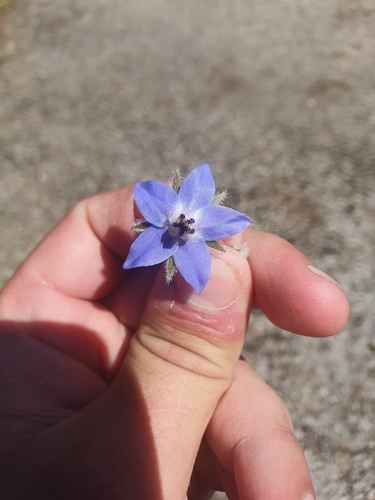 Borago officinalis