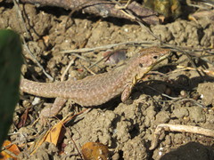 Podarcis filfolensis maltensis