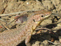 Podarcis filfolensis maltensis