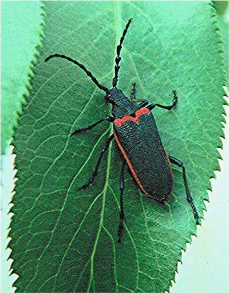 California Elderberry Borer
