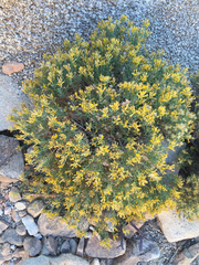 Ericameria linearifolia