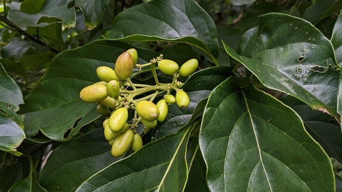 Image of Mappia nimmoniana by (c) Cheng-Te Hsu, some rights reserved (CC BY)