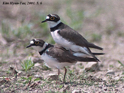 Little Ringed Plover (Thinornis dubius), photo 6