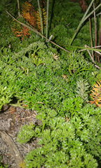 Annesorhiza macrocarpa