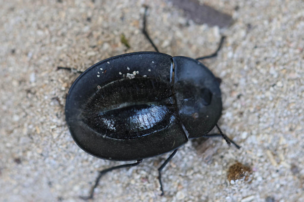 Hairy Piedish Beetle from Perth WA, Australia on April 07, 2023 at 04