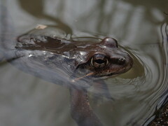 Montane Brown Frog photo 3