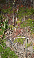Annesorhiza macrocarpa