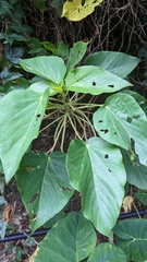 Acalypha grandibracteata, photograph Cheng-Te Hsu, CC BY, iNaturalist via GBIF