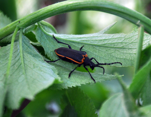 California Elderberry Borer photo 2