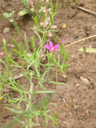 Image of Zeltnera calycosa by no rights reserved
