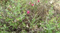 Scutellaria suffrutescens