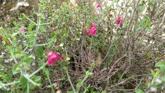 Scutellaria suffrutescens