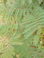 Albizia chevalieri