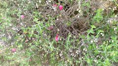 Scutellaria suffrutescens
