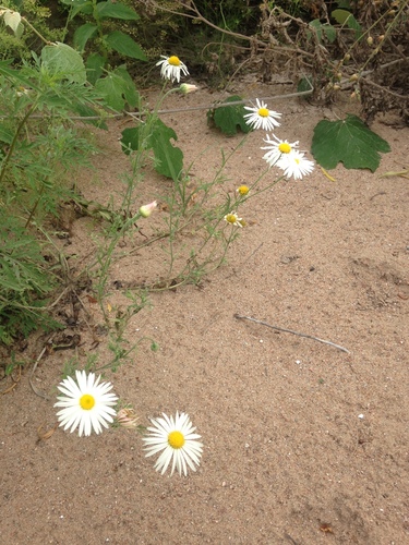 Image of Arkansas Lazy Daisy (Aphanostephus skirrhobasis) by no rights reserved