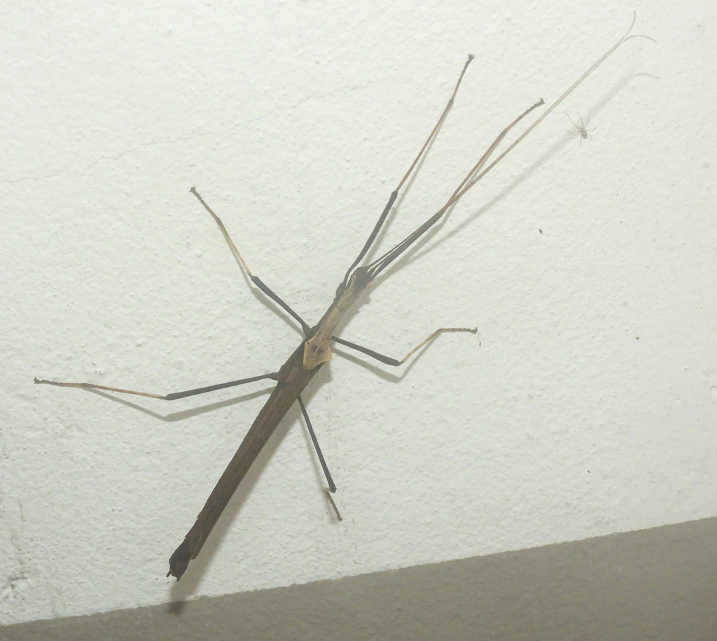 Pseudophasma triangularis