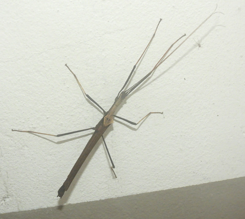 Pseudophasma triangularis