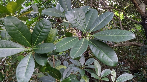 Tabernaemontana pandacaqui