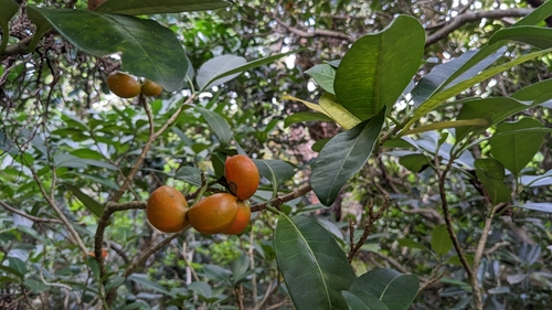 Tabernaemontana pandacaqui