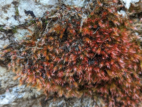 Image of Orthothecium rufescens by (c) Elias, some rights reserved (CC BY)
