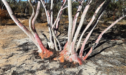 Eucalyptus erythronema, 2023-03-07