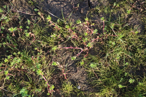 Lythrum hyssopifolia iNat (3)