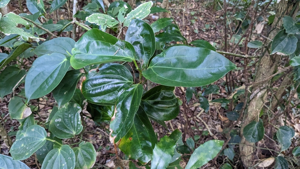 Cinnamomum kotoense, Taiwan, TW