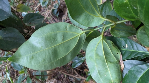 Cinnamomum kotoense