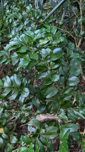 Buxus liukiuensis (Buxus liukiuensis)