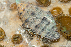 Pseudopaguristes monoporus