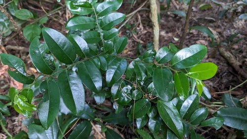 Nanyu Persimmon (Diospyros kotoensis)