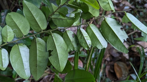 Image of Diospyros kotoensis by (c) Cheng-Te Hsu, some rights reserved (CC BY)