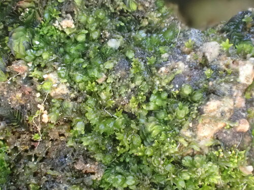 iNaturalist | (c) martina_poeltl, some rights reserved (CC BY-NC), uploaded by martina_poeltl Representative image of Cephaloziella baumgartneri