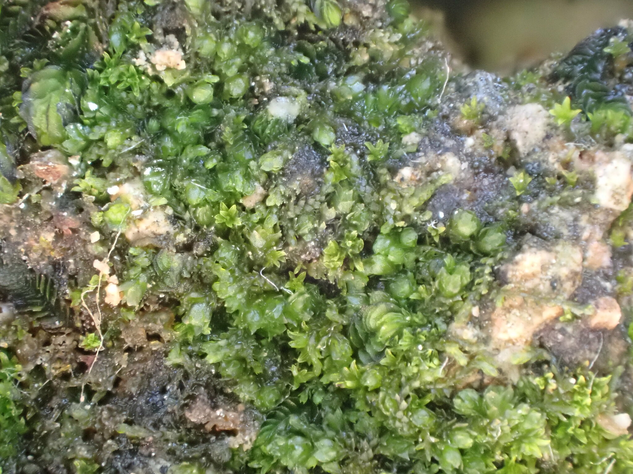 Cephaloziella baumgartneri