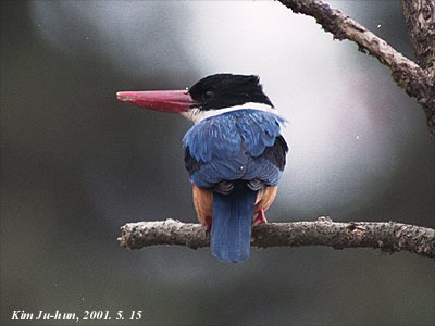 Black-Capped Kingfisher