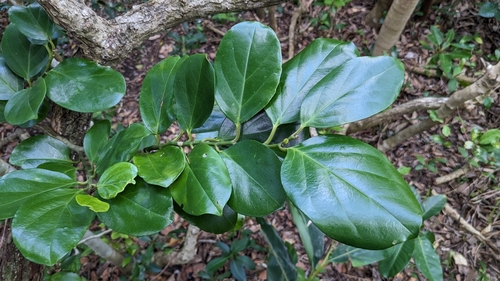 Gomphandra luzoniensis (Gomphandra luzoniensis)