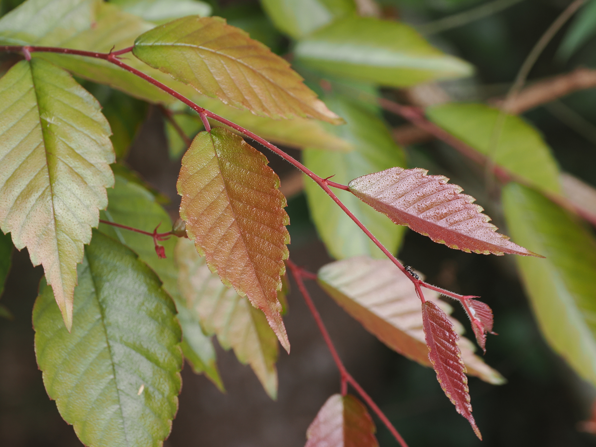 Zelkova serrata (Thunb.) Makino