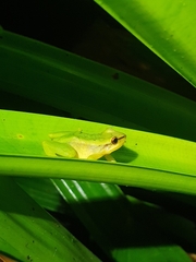 Obscure Rainfrog